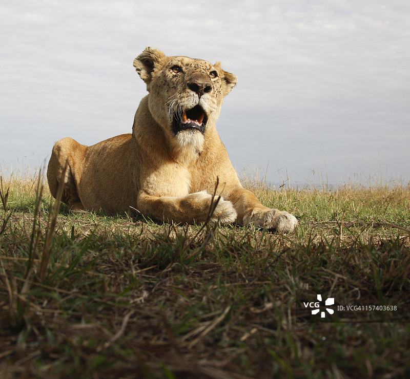 狮子特写图片素材