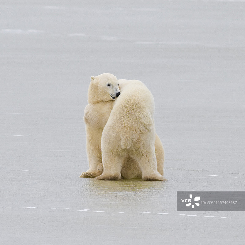 两只拥抱的北极熊图片素材