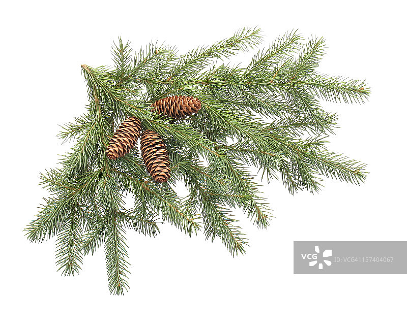 圣诞树图片素材