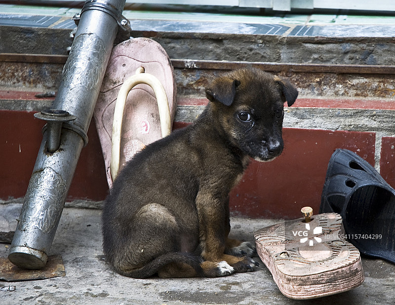 流浪小狗坐在脏鞋子和水管旁图片素材