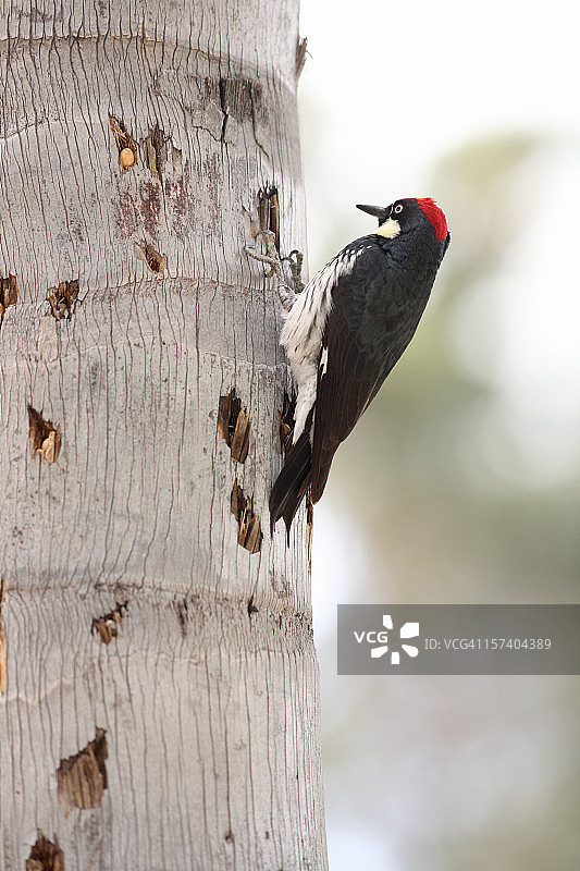 毛啄木鸟储存橡子过冬图片素材