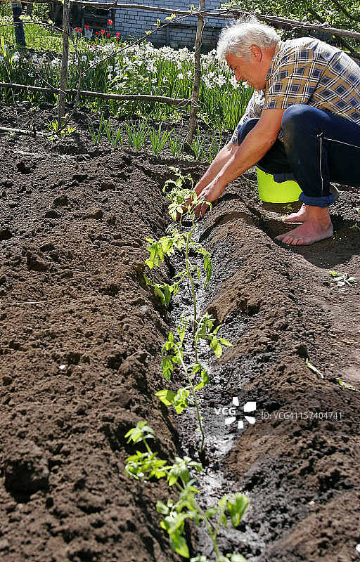 番茄种植图片素材