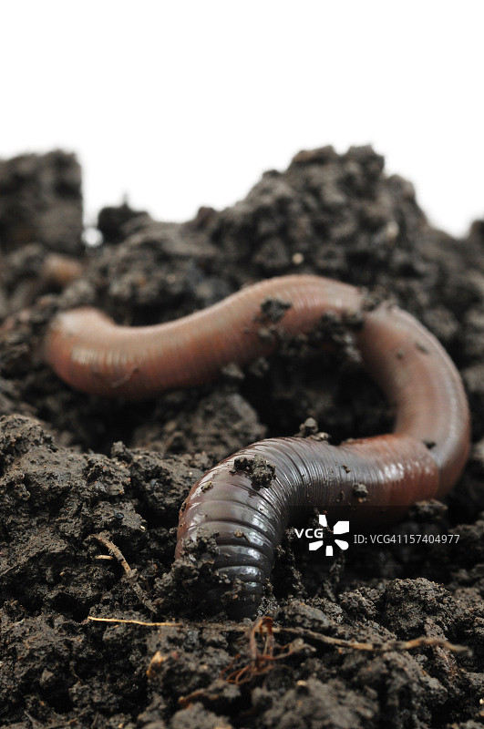 蚯蚓钻入地下图片素材