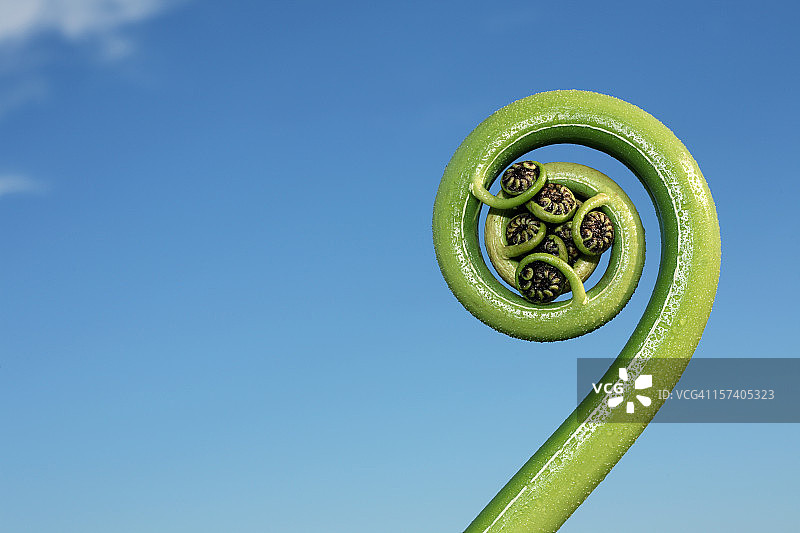 新西兰树蕨叶图片素材