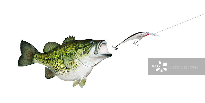 大口黑鲈追逐鱼饵图片素材