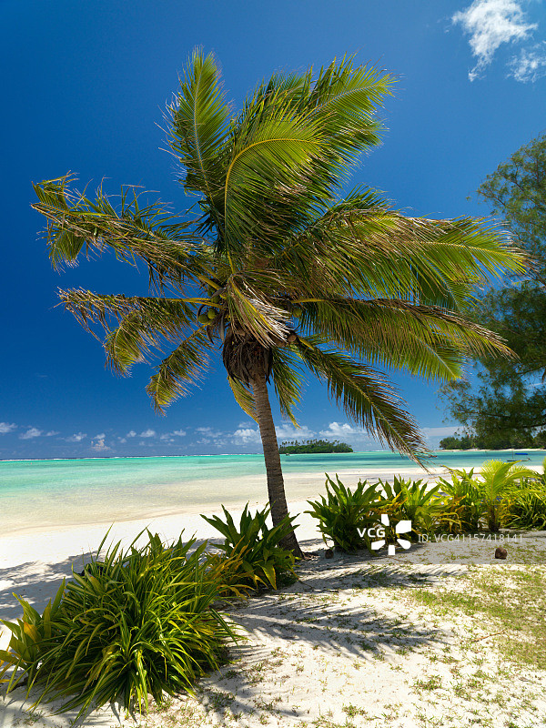 梦幻海滩椰子树图片素材