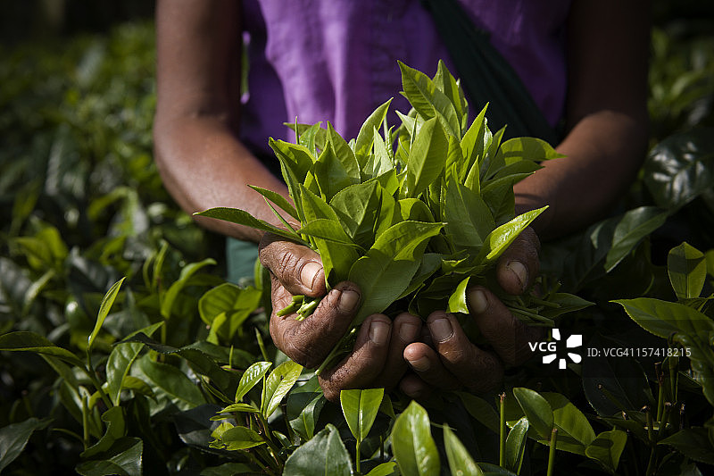新鲜采摘的茶叶图片素材