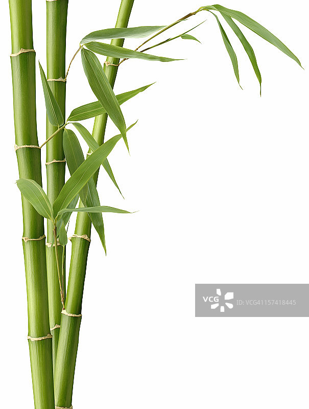 竹子和叶子图片素材