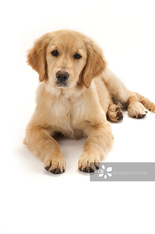 金毛猎犬小狗图片素材