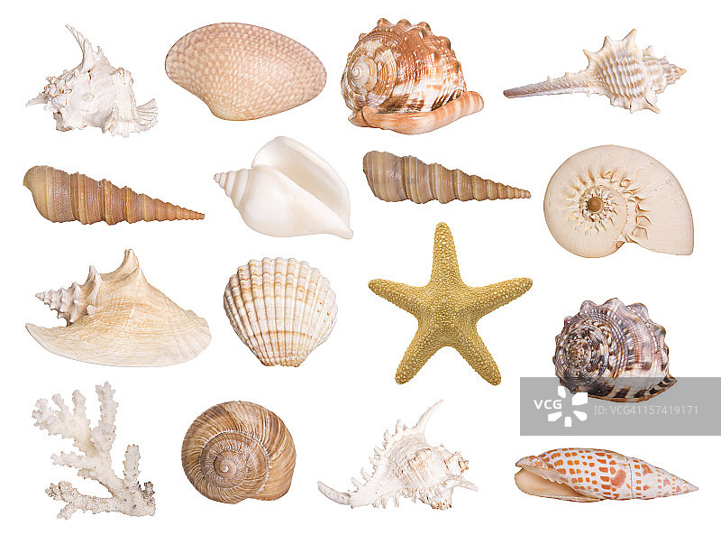 孤立的贝壳合集图片素材