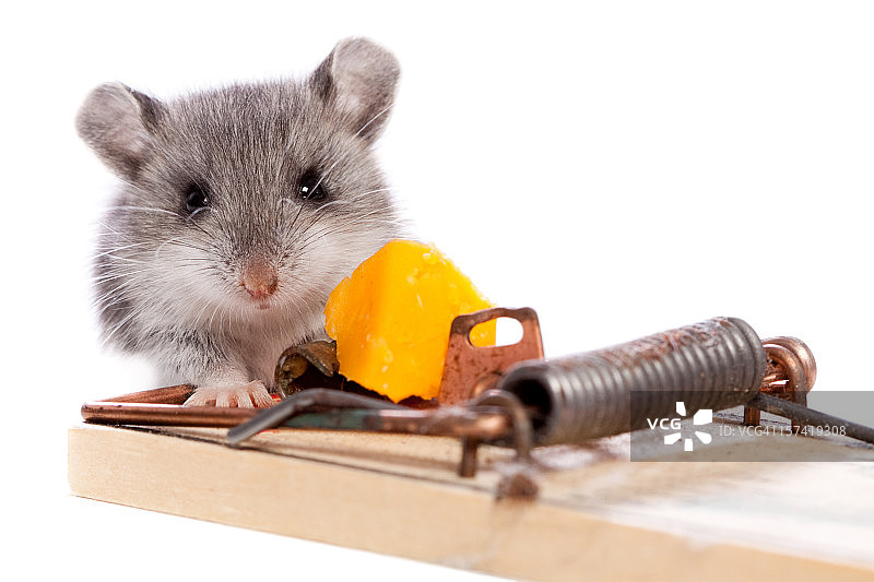 野鼠与奶酪捕鼠器特写图片素材