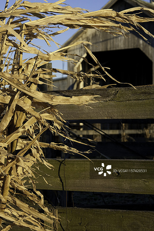 冬季玉米秸秆图片素材