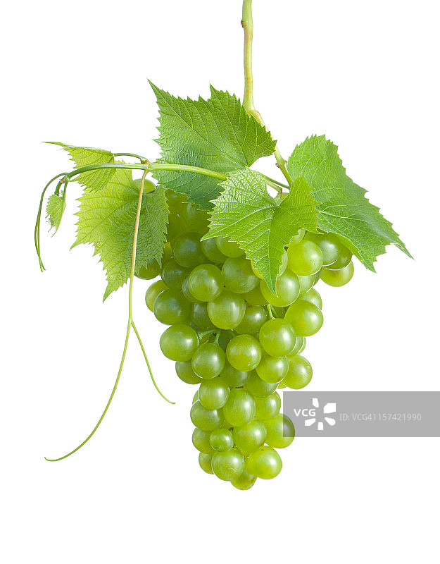葡萄串图片素材