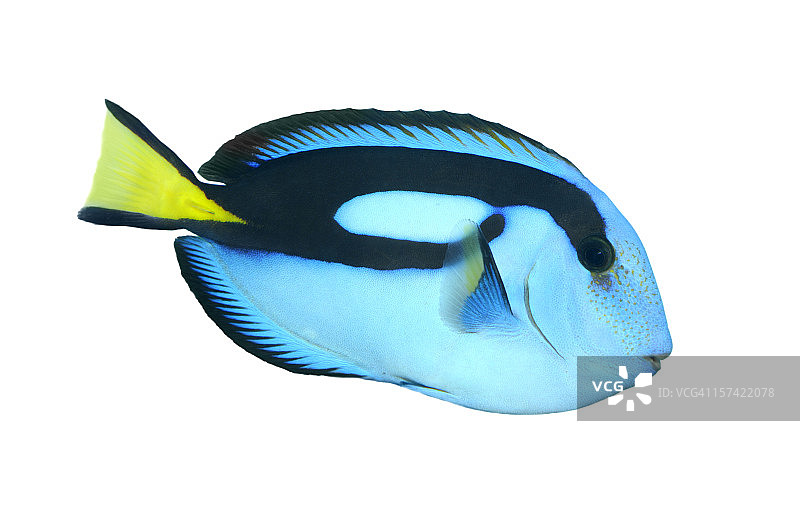 蓝色帝王鱼图片素材