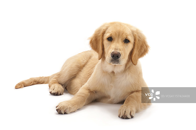 白色背景上的金毛幼犬图片素材