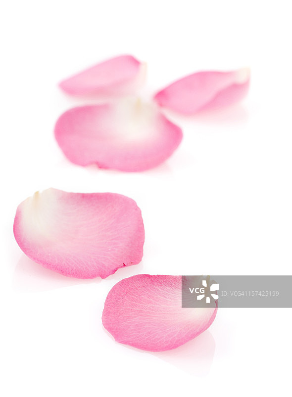 粉色玫瑰花瓣图片素材