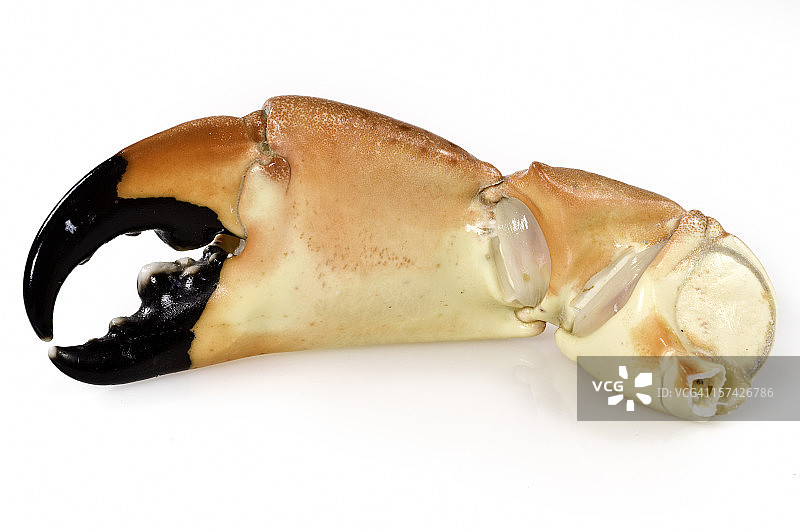 石蟹蟹钳图片素材