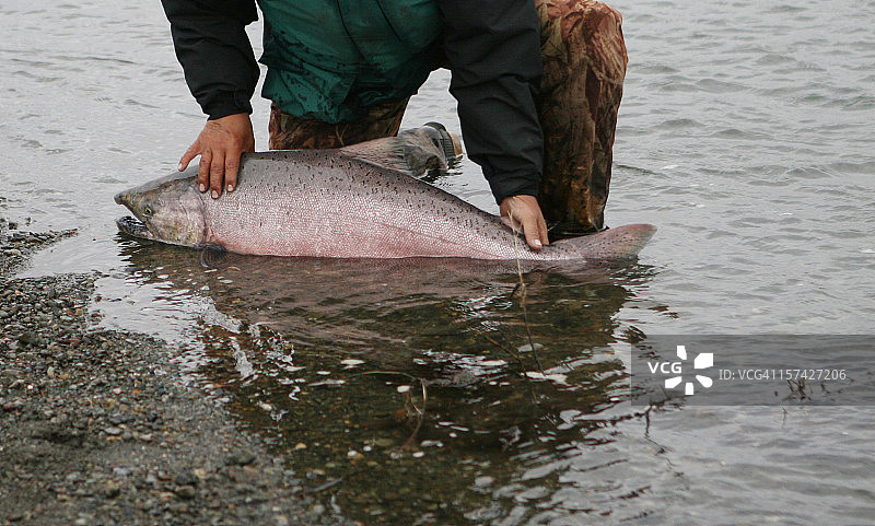 阿拉斯加飞蝇钓：帝王鲑放生图片素材
