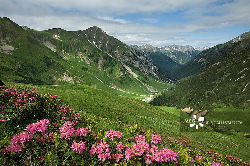 蒂罗尔-奥地利的阿尔卑斯山杜鹃花图片素材
