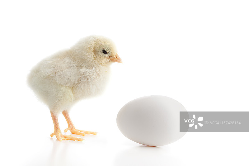 小黄鸡看着鸡蛋的特写图片素材