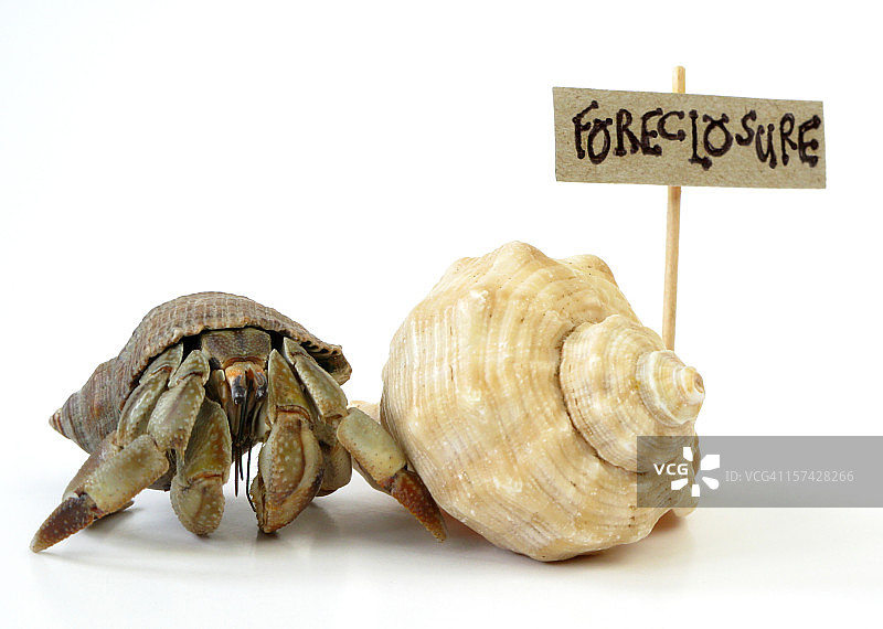 寻找住所的寄居蟹图片素材