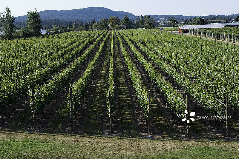 酿酒葡萄图片素材