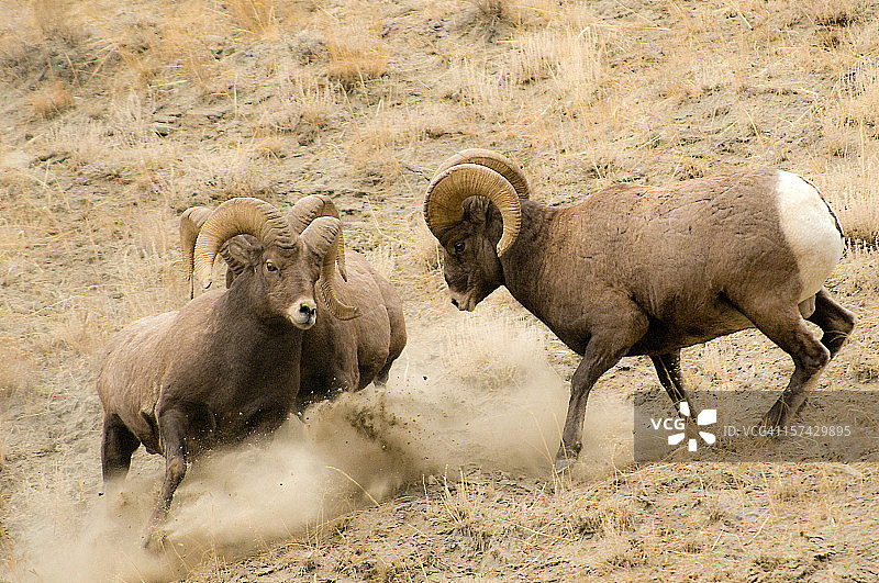 大角羊图片素材