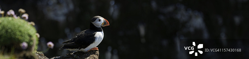 拉特拉尔比arg冰岛海鹦全景图片素材