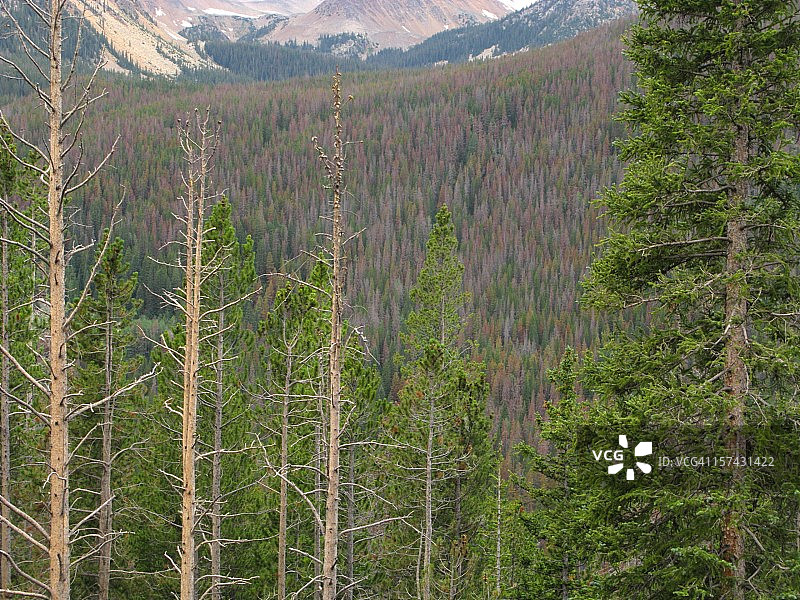 松甲虫破坏森林图片素材