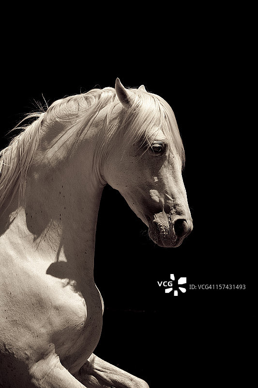 白色安达卢西亚种马图片素材