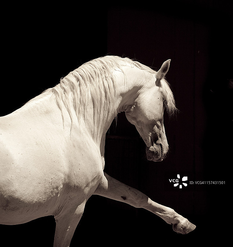 白色安达卢西亚种马图片素材