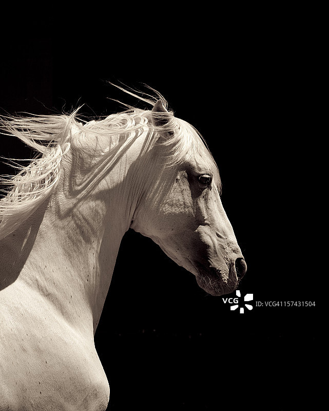 白色安达卢西亚种马图片素材