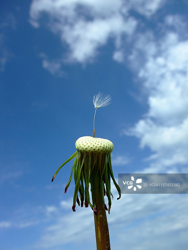 最后的种子图片素材