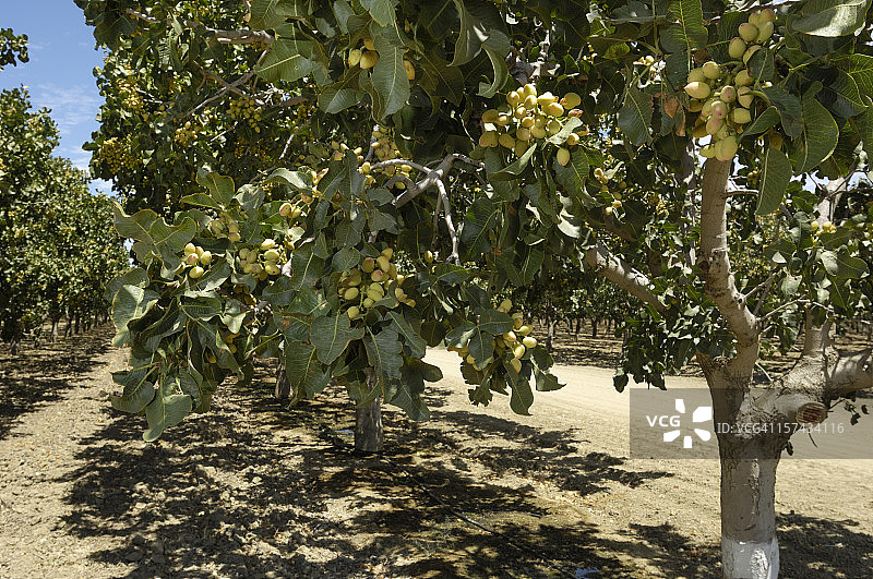 成熟的开心果园图片素材