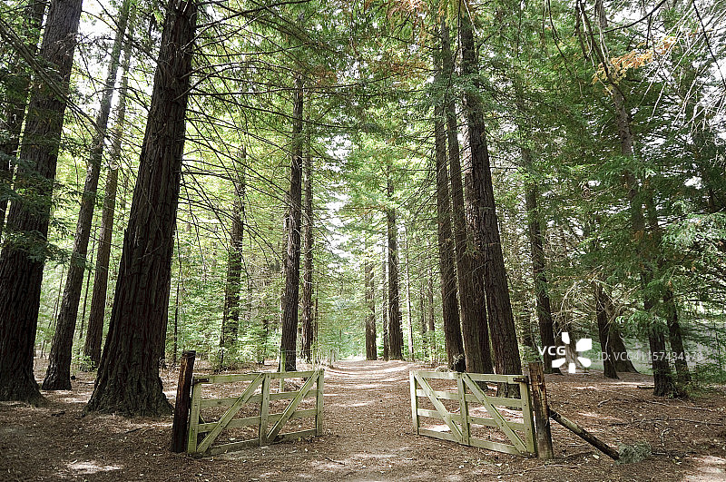 开放通道：森林漫步图片素材