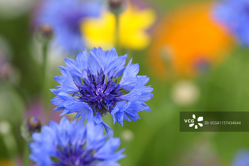 矢车菊图片素材