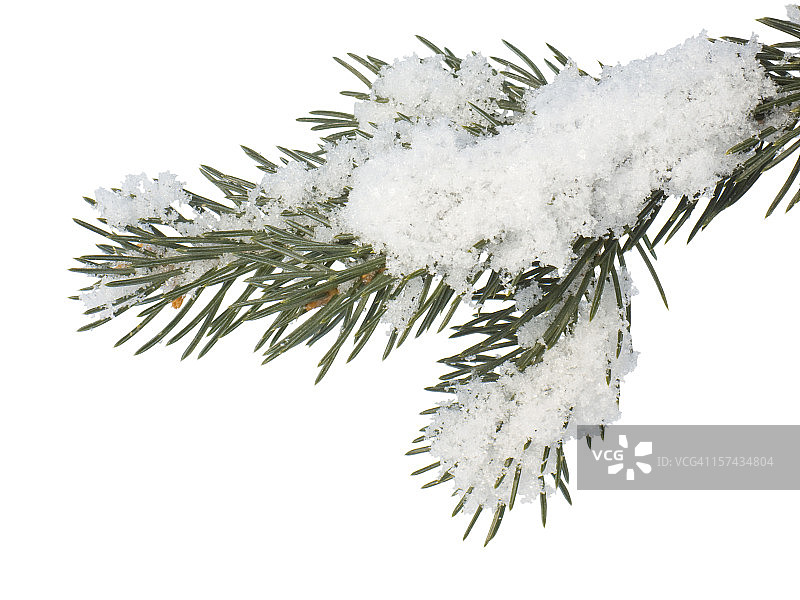 杉树枝图片素材