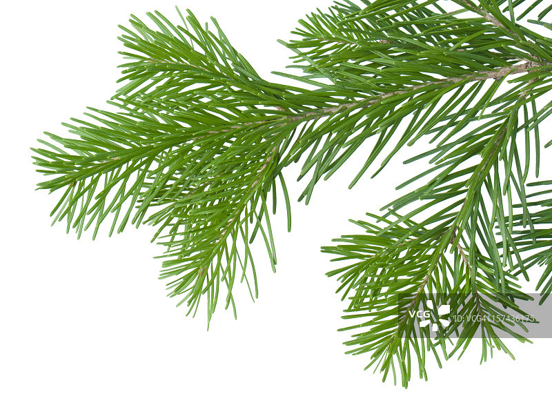 杉树枝图片素材