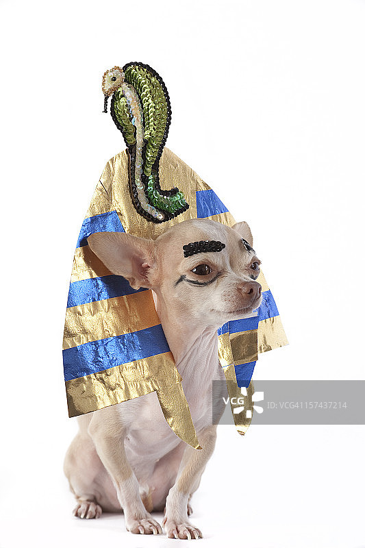 图坦卡蒙图片素材