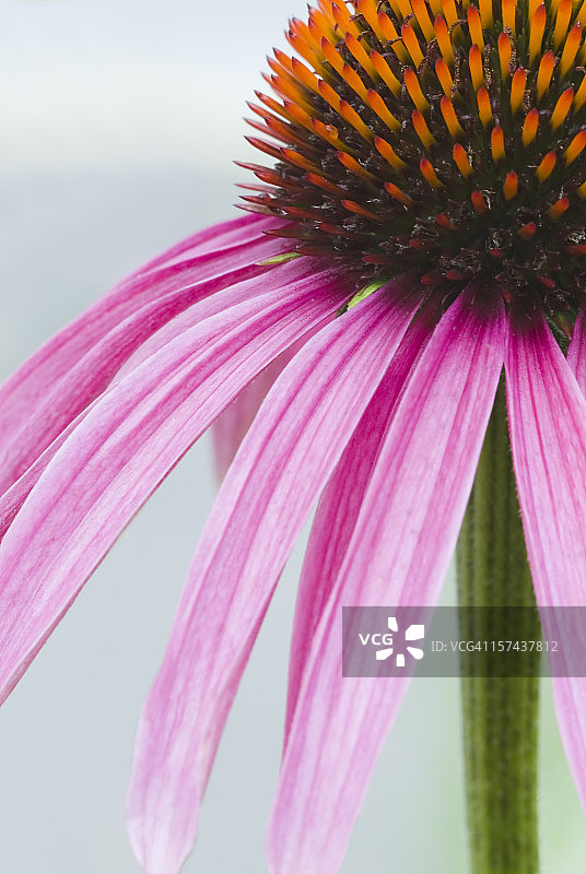 特写：紫锥菊图片素材