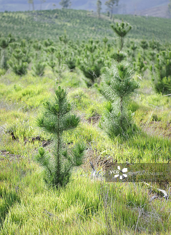 新种植园林图片素材