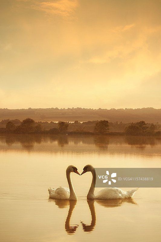 相恋的天鹅图片素材