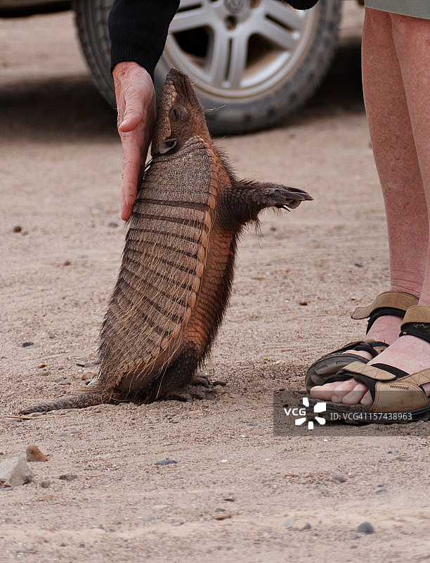 被驯化的野生犰狳图片素材