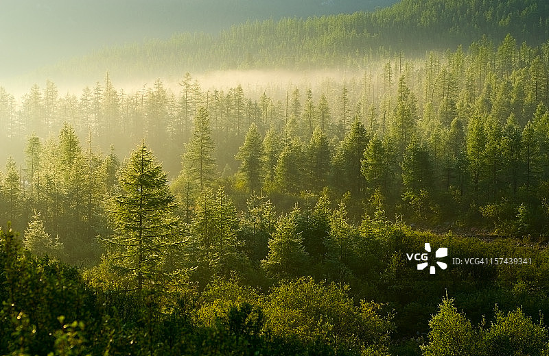 冉冉升起的太阳照亮森林图片素材