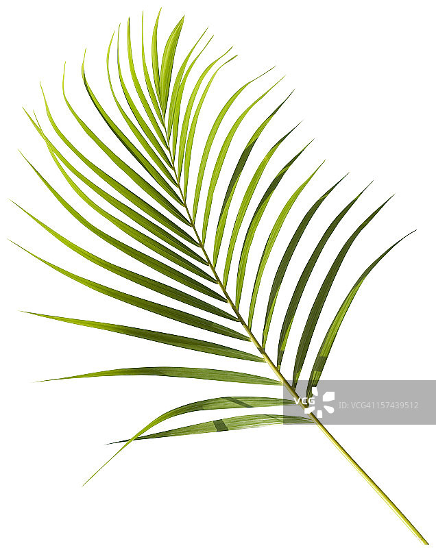 白色背景上带有剪切路径的热带绿棕榈叶图片素材