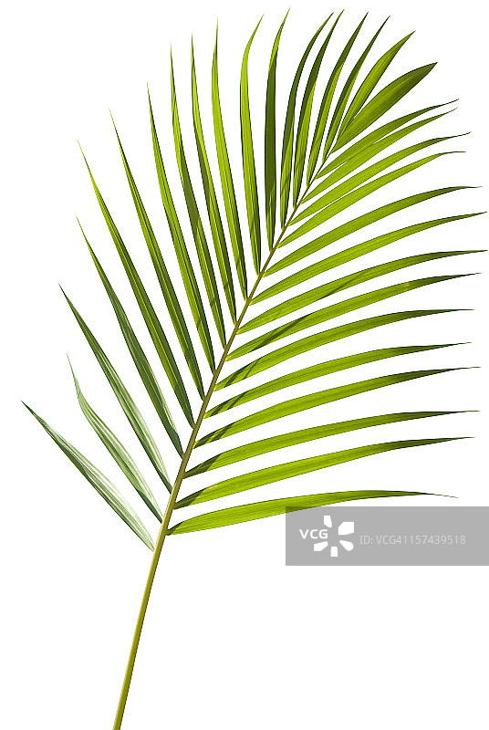 白色背景上的绿色棕榈树叶图片素材