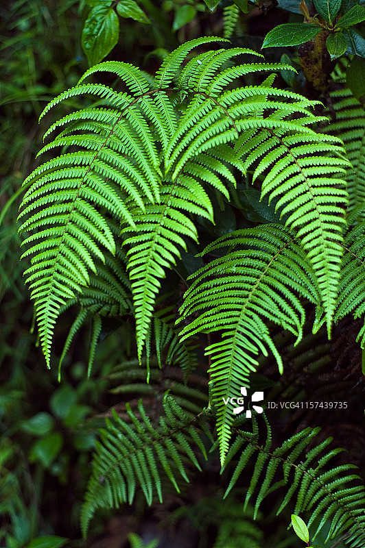 欧洲蕨图片素材