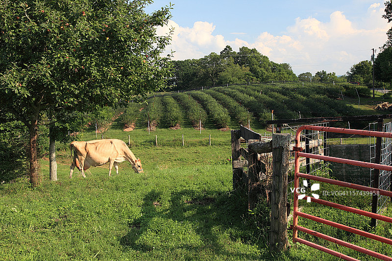 蓝莓种植图片素材