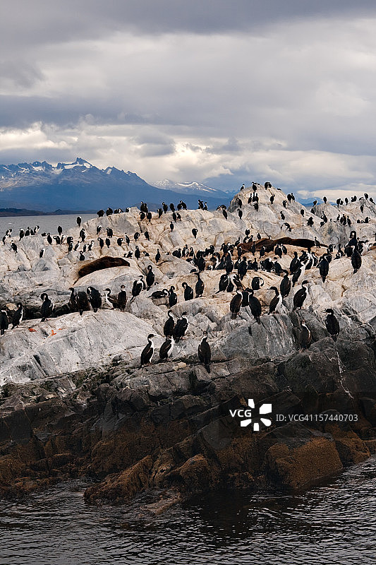 鸬鹚群栖地图片素材