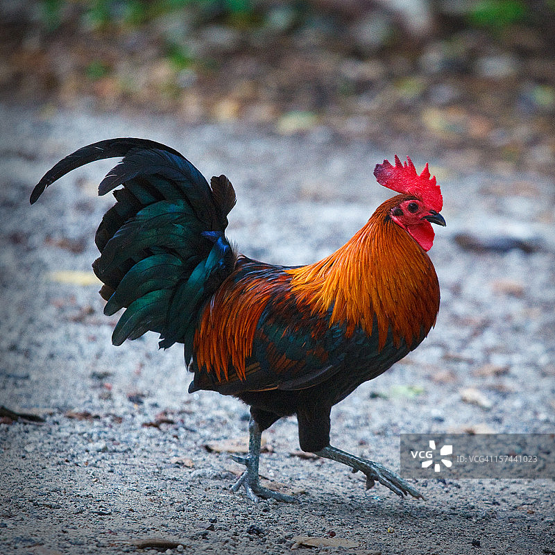 在基韦斯特行走的公鸡图片素材